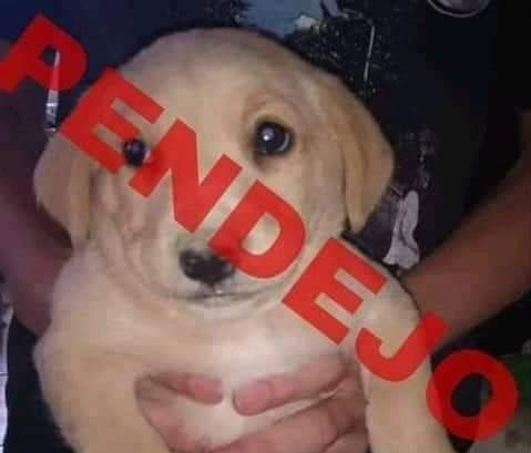 @Discosnax's Pin Board Image