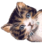 @krowfields's Pin Board Image