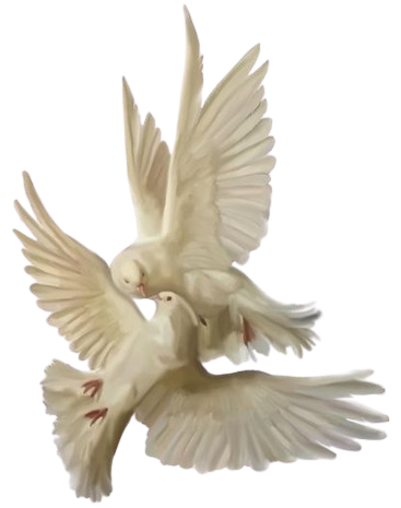 @MECHANIMAL-007's Pin Board Image