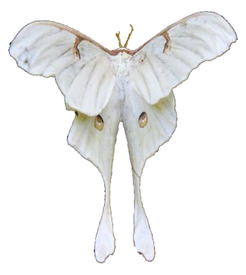 @MECHANIMAL-007's Pin Board Image