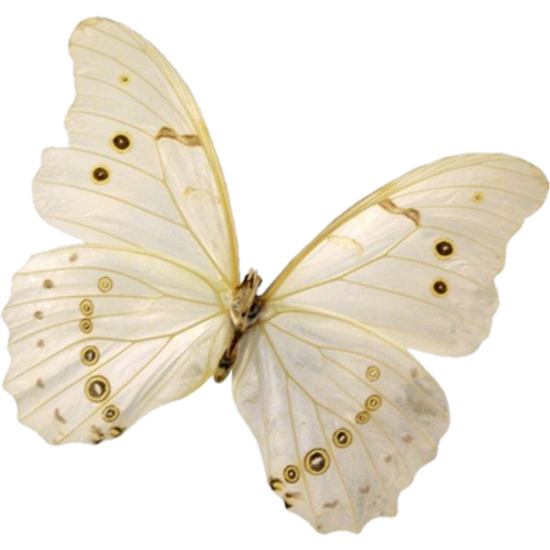 @MECHANIMAL-007's Pin Board Image