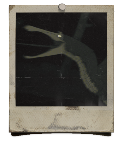 @Diregrub's Pin Board Image