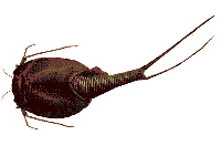 @Tanuki-Fleas's Pin Board Image