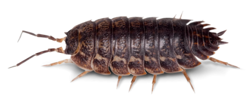 @Tanuki-Fleas's Pin Board Image