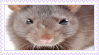 @UrFaveFunkyCat's Pin Board Image