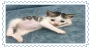 @UrFaveFunkyCat's Pin Board Image