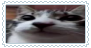 @UrFaveFunkyCat's Pin Board Image