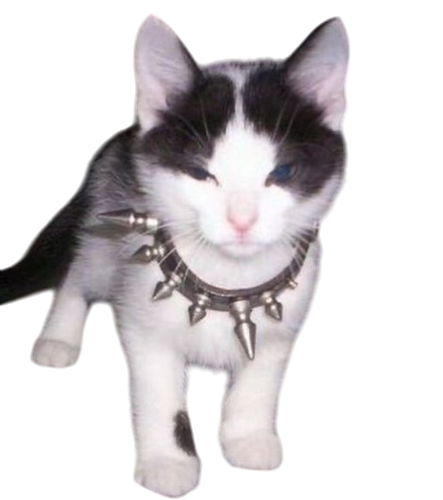@snigh's Pin Board Image