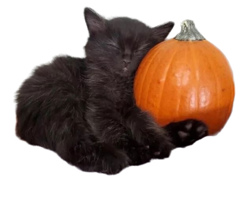 @Kotisnotacat's Pin Board Image