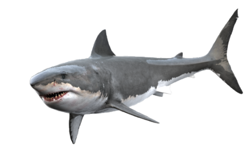 @Foxthorn's Pin Board Image