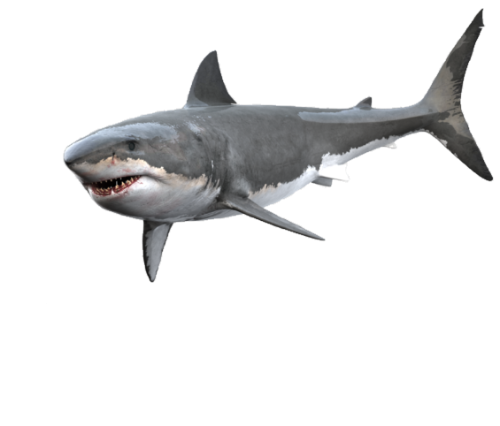 @Foxthorn's Pin Board Image