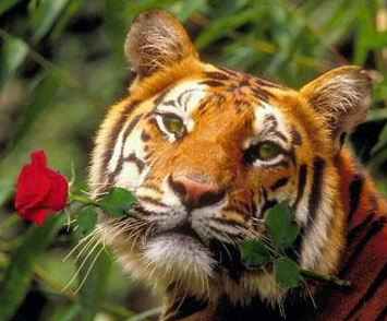 @t1g3rsh4rkz's Pin Board Image