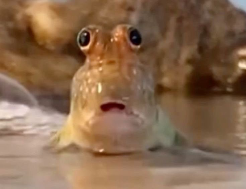 @beetlegh0st's Pin Board Image