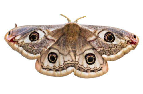 @beetlegh0st's Pin Board Image