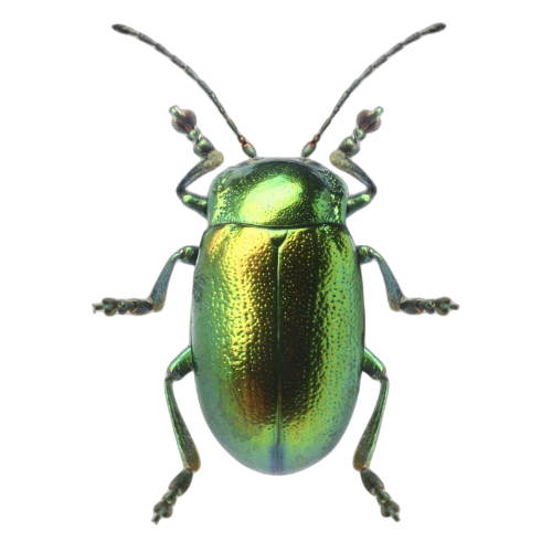 @beetlegh0st's Pin Board Image