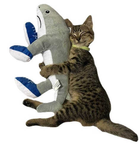 @beetlegh0st's Pin Board Image