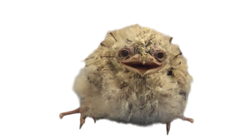 @beetlegh0st's Pin Board Image