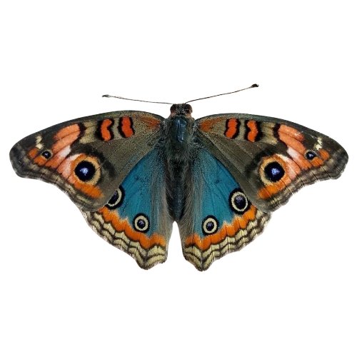 @beetlegh0st's Pin Board Image