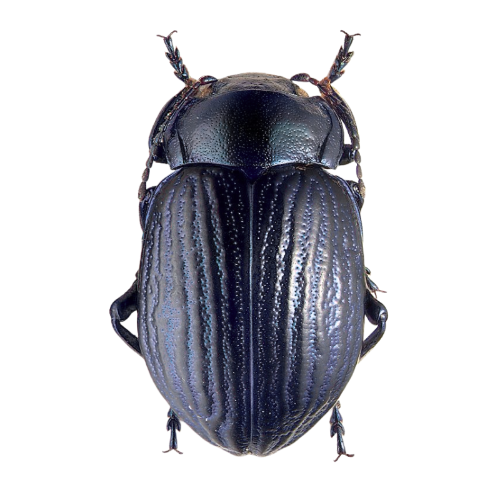 @beetlegh0st's Pin Board Image