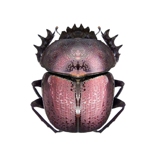 @beetlegh0st's Pin Board Image