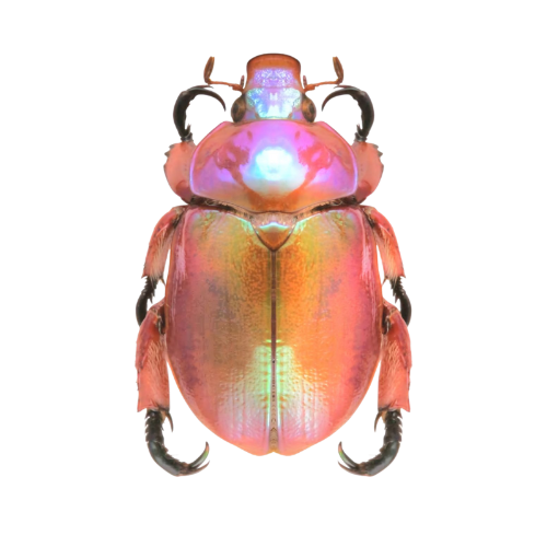 @beetlegh0st's Pin Board Image