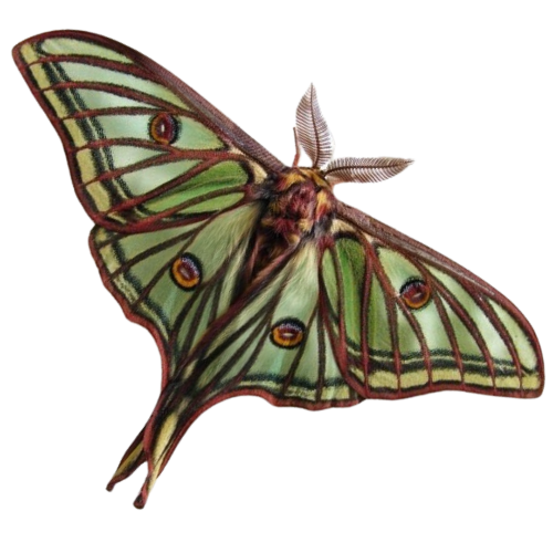 @beetlegh0st's Pin Board Image