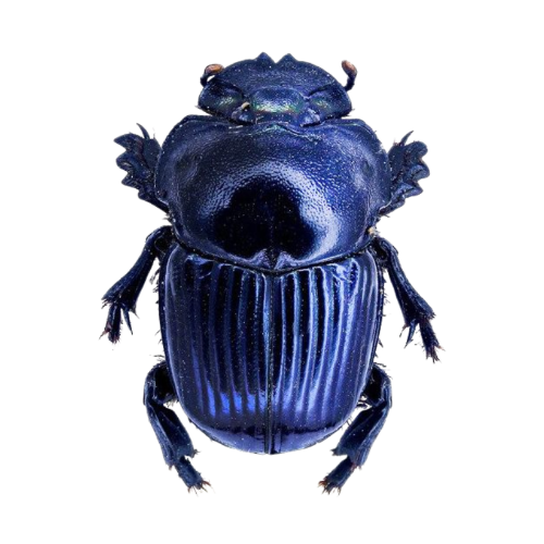 @beetlegh0st's Pin Board Image