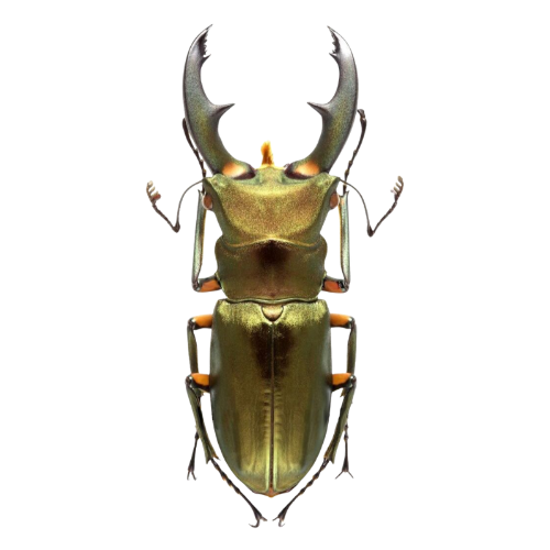 @beetlegh0st's Pin Board Image