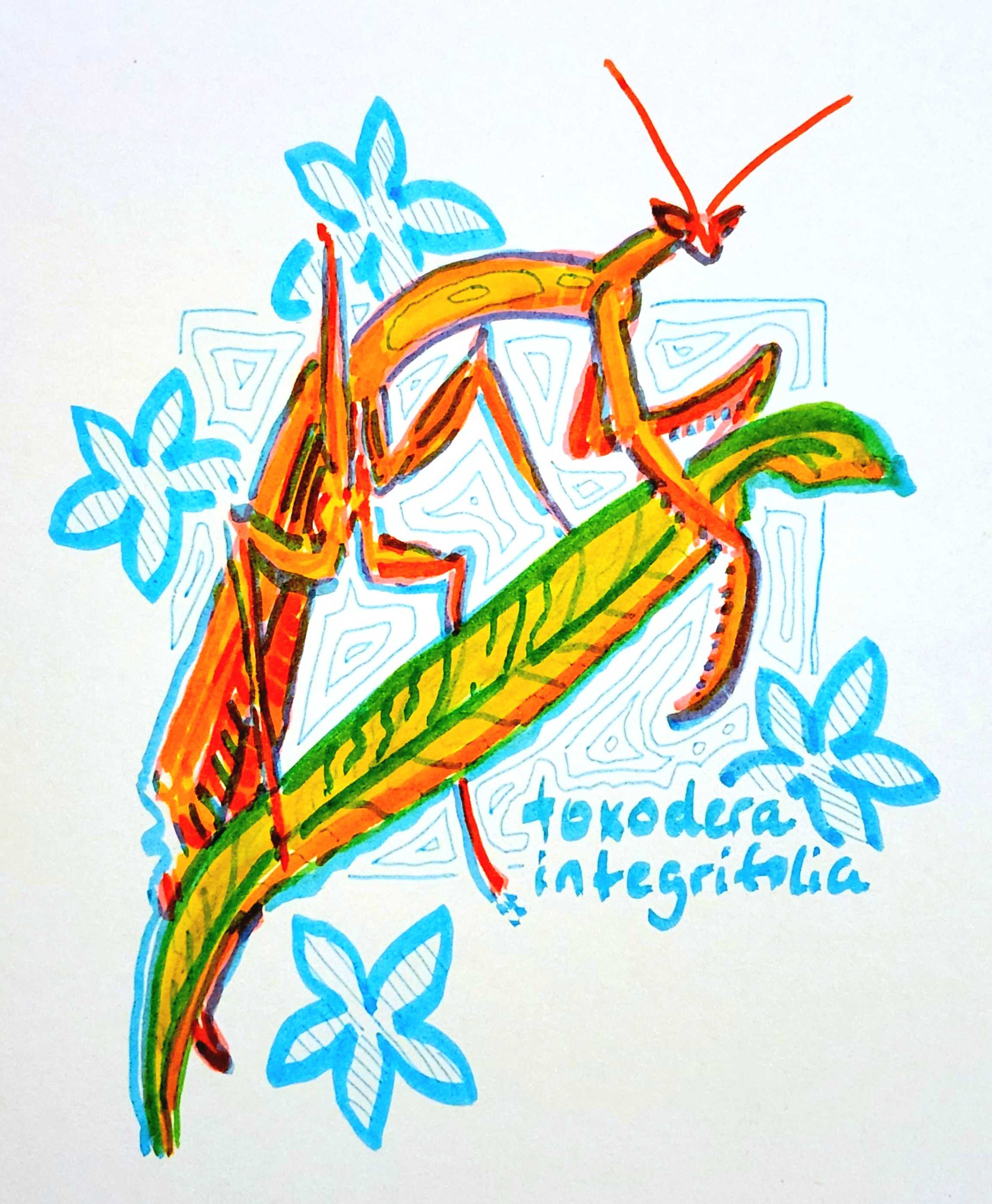 3rd Place – toxodera integrifolia by @manyface