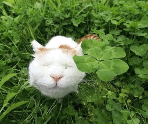 @Florashyxd's Pin Board Image