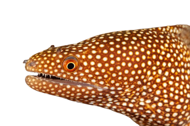 eel's Page Doll